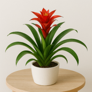Guzmanija bromelija baltame vazonėlyje ant medinio stalo